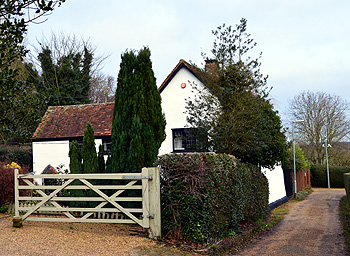 Holly Trees January 2013